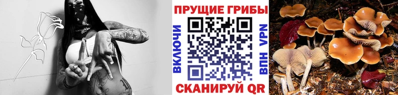 Купить где  Сычёвка  Галлюциногенные грибы Psilocybe 